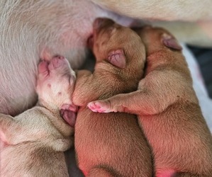 Labrador Retriever Puppy for sale in SANTA MARIA, CA, USA