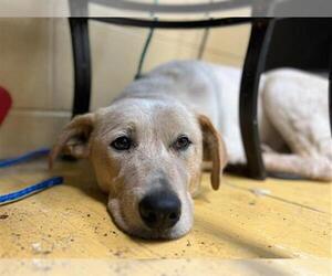 Labrenees Dogs for adoption in Tulsa, OK, USA