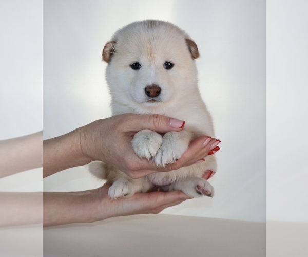 Medium Photo #36 Shiba Inu Puppy For Sale in WINTER PARK, FL, USA