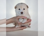 Small #1 Shiba Inu