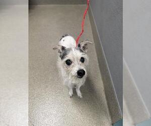 Mutt Dogs for adoption in Las Vegas, NV, USA