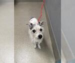 Small Mutt