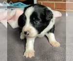 Small #4 Border Collie-Papillon Mix