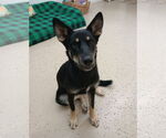 Small German Shepherd Dog Mix