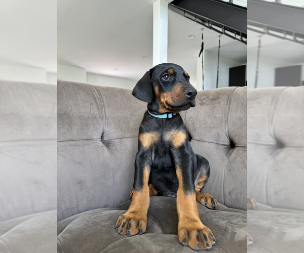 Medium Photo #19 Doberman Pinscher Puppy For Sale in PUYALLUP, WA, USA