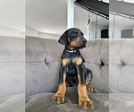 Small Photo #19 Doberman Pinscher Puppy For Sale in PUYALLUP, WA, USA