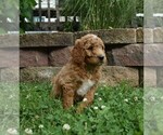 Small Photo #1 Goldendoodle Puppy For Sale in MILLERSBURG, OH, USA