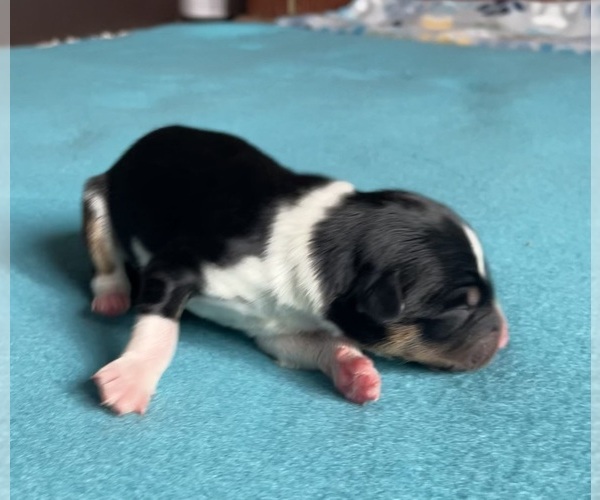 Medium Photo #2 Border Collie-Papillon Mix Puppy For Sale in CULPEPER, VA, USA