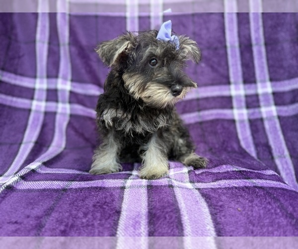 Medium Photo #2 Schnauzer (Miniature) Puppy For Sale in LAKELAND, FL, USA