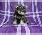 Small #1 Schnauzer (Miniature)