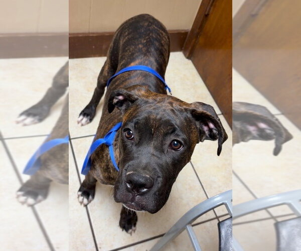 Medium Photo #2 Boxer Puppy For Sale in Austin, TX, USA