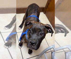 Legacy - Female Boxer Dog for Adoption - Photo #2