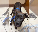 Small Photo #2 Boxer Puppy For Sale in Austin, TX, USA