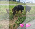 Small #5 German Shepherd Dog