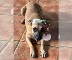 Small #3 Border Terrier-Chihuahua Mix
