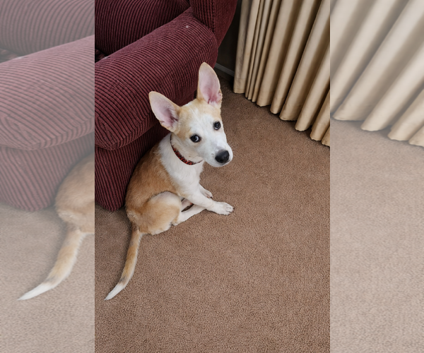 Medium Photo #6 Mutt Puppy For Sale in Holly Springs, NC, USA