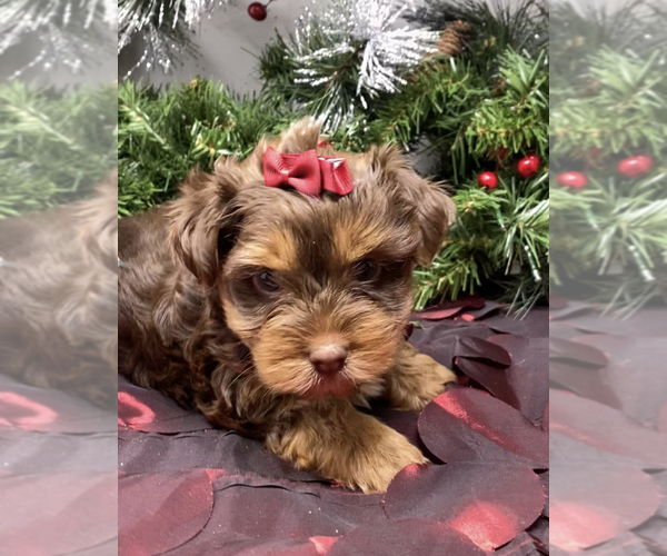 Medium Photo #4 Shorkie Tzu-Yorkshire Terrier Mix Puppy For Sale in SELLERSBURG, IN, USA