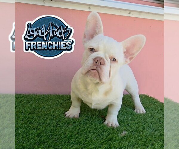 Medium Photo #1 French Bulldog Puppy For Sale in MIAMI, FL, USA