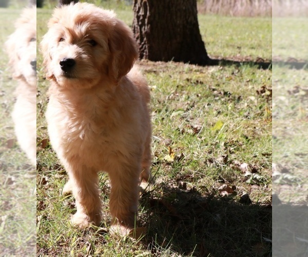 Medium Photo #6 Goldendoodle Puppy For Sale in BRIGHTON, MO, USA