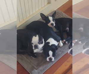 Father of the Boston Terrier puppies born on 01/16/2023