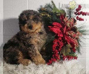 Miniature Bernedoodle-Poodle (Miniature) Mix Puppy for sale in MBORO, TN, USA