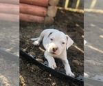 Small Photo #16 Dogo Argentino Puppy For Sale in BEAUMONT, CA, USA