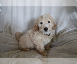 Goldendoodle (Miniature) Puppy for sale in SHILOH, OH, USA