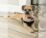 Small #2 Border Terrier Mix