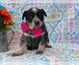 Australian Cattle Dog Puppy for sale in LANCASTER, PA, USA