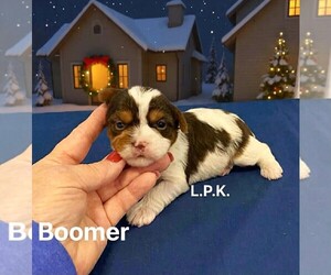 Yorkshire Terrier Puppy for sale in WINNSBORO, LA, USA