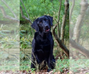 Labrador Retriever Puppy for sale in AIKEN, SC, USA