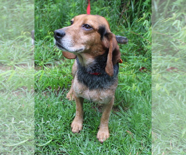 Medium Photo #15 Beagle Puppy For Sale in Dunnellon, FL, USA