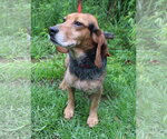 Small #14 Beagle