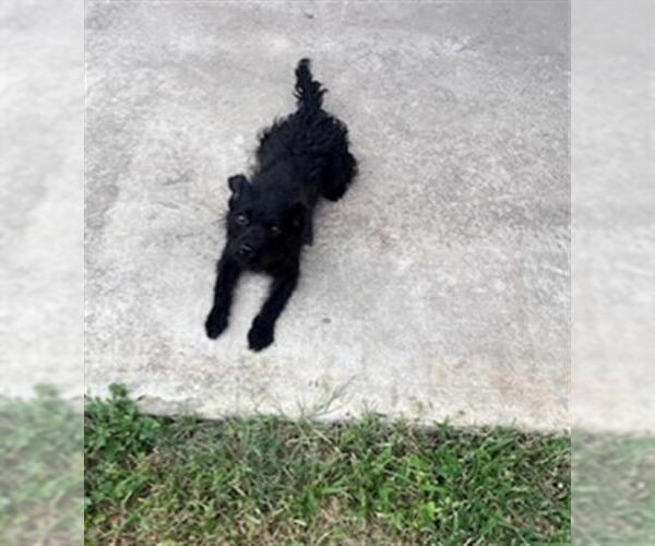 Medium Photo #3 Mutt Puppy For Sale in San Antonio, TX, USA