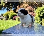 Small #14 Shih Tzu