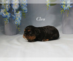 Small #1 Cavalier King Charles Spaniel