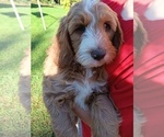 Small Goldendoodle
