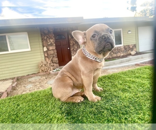 Medium Photo #5 French Bulldog Puppy For Sale in DENVER, CO, USA