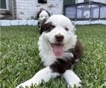 Puppy Puppy 1 Lucy Australian Shepherd