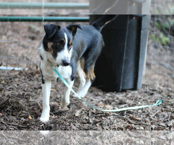Medium Photo #2 Border Collie-Unknown Mix Puppy For Sale in Paso Robles, CA, USA