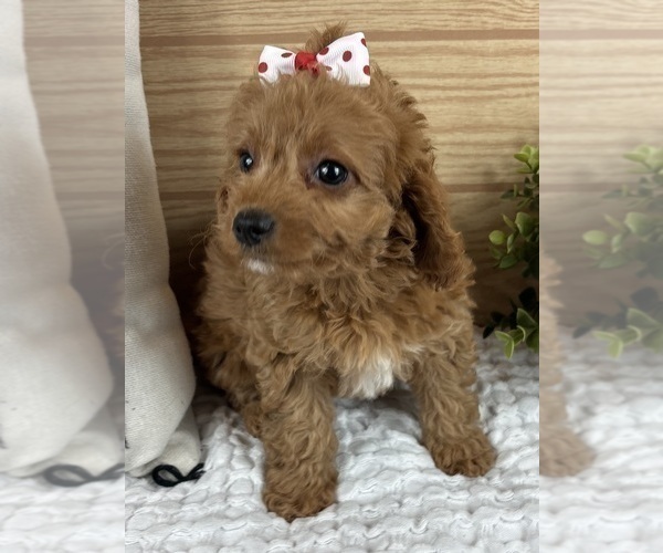 Medium Photo #5 Cavapoo (Standard) Puppy For Sale in GREENFIELD, IN, USA