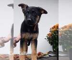 Small Photo #3 German Shepherd Dog Puppy For Sale in LA FAYETTE, NY, USA