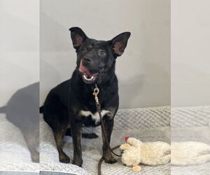 Midnight - Female German Shepherd Dog-Unknown Mix Dog for Adoption - Photo #5