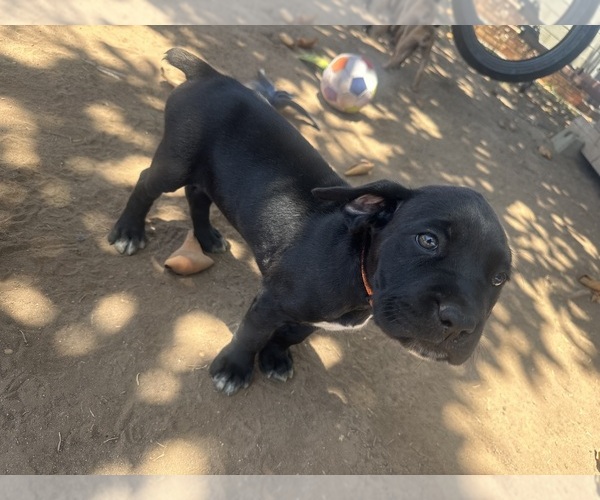 Medium Photo #4 Cane Corso Puppy For Sale in SAN DIEGO, CA, USA