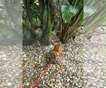 Small #7 Chiweenie