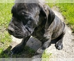 Small Photo #16 Mastiff Puppy For Sale in FULTON, NY, USA