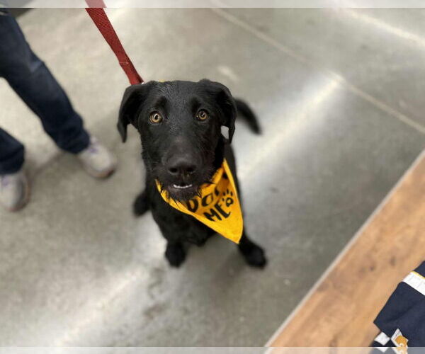 Medium Photo #4 Labrador Retriever-Unknown Mix Puppy For Sale in Clovis, CA, USA