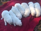 Small Photo #3 Labrador Retriever Puppy For Sale in SULLIGENT, AL, USA