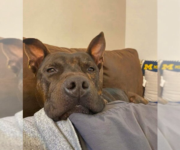 Medium Photo #1 Staffordshire Bull Terrier-Unknown Mix Puppy For Sale in columbia, SC, USA