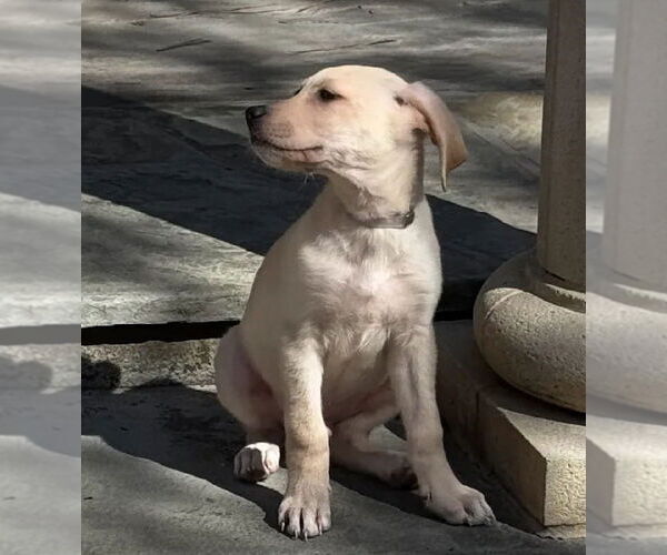 Medium Photo #3 German Shepherd Dog-Unknown Mix Puppy For Sale in Lakewood, CO, USA